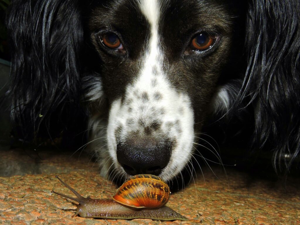 A close-up of a curious dog and a garden snail, focusing on their interaction.