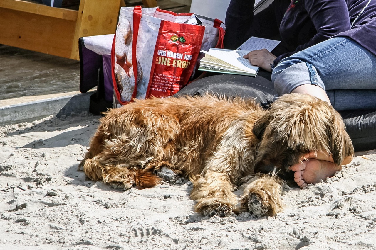 beach, dog, read, nature, relax, enjoy, animal, pet, sandy beach