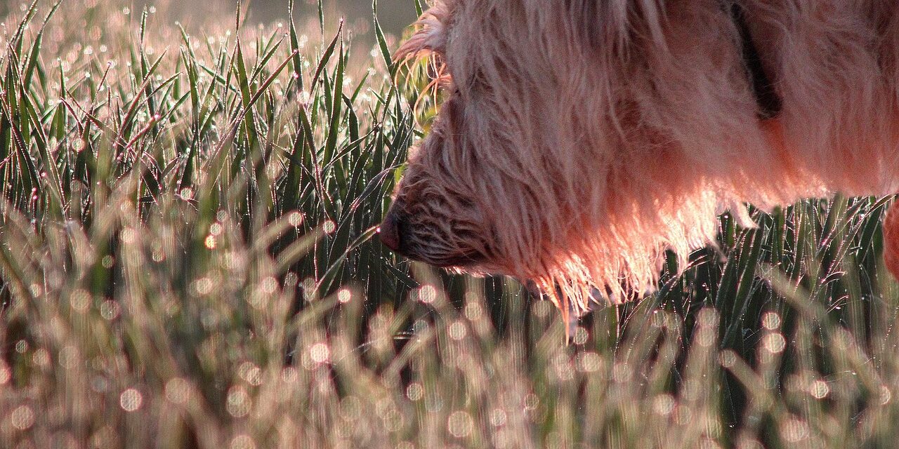 dog, animal, sniffing, grass, sniff, hairy, furry, hairy dog, furry dog, pet, canine, smelling, outdoors, domestic dog, nature