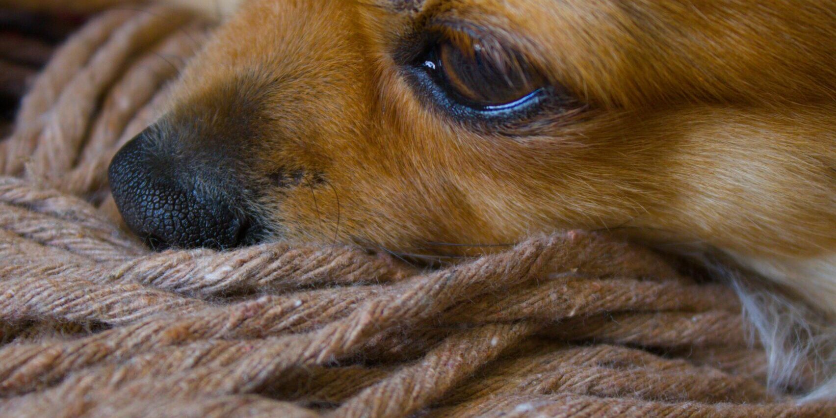 A relaxed Chihuahua resting on brown yarn indoors, capturing a warm and cozy moment.